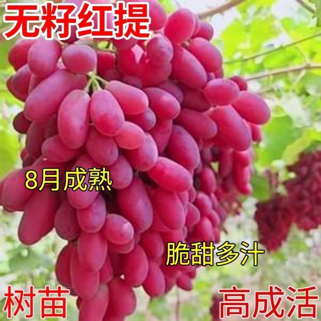 红提葡萄苗无籽树耐寒旱子