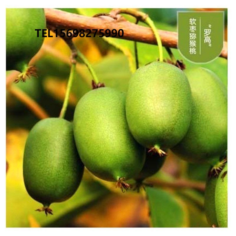 罗高软枣猕猴桃苗丹东果树苗盆栽地栽软枣苗圆枣子南北方种植