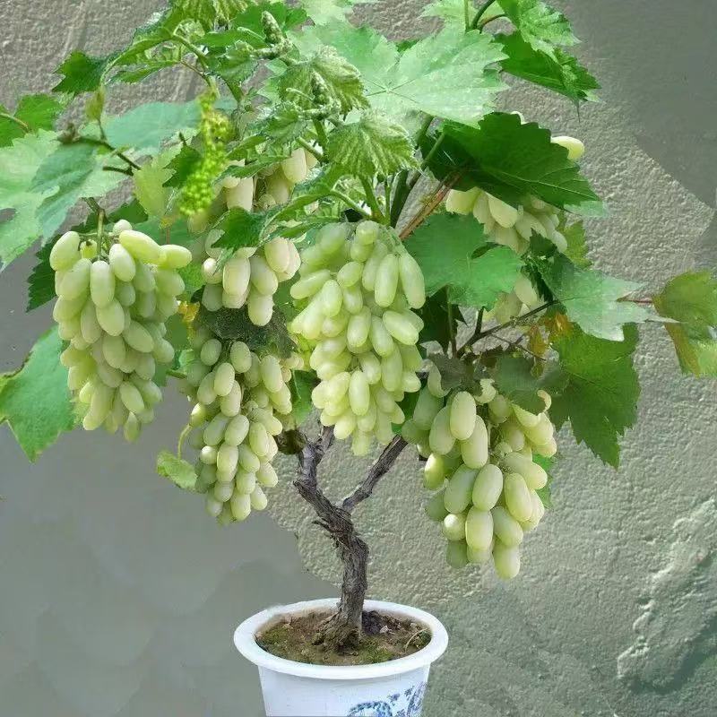 新品种新疆马奶提子葡萄苗无籽葡萄树苗青葡萄无籽青提苗盆栽地栽