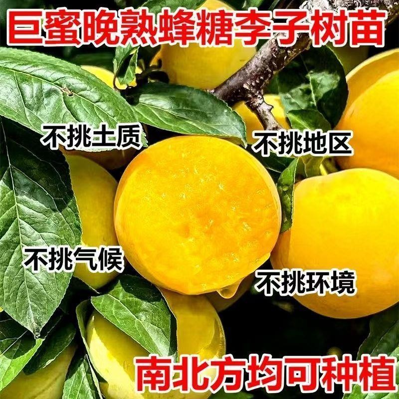 嫁接蜂糖李子树苗新品种特大脆甜离核南北方种植盆栽地栽当年结果