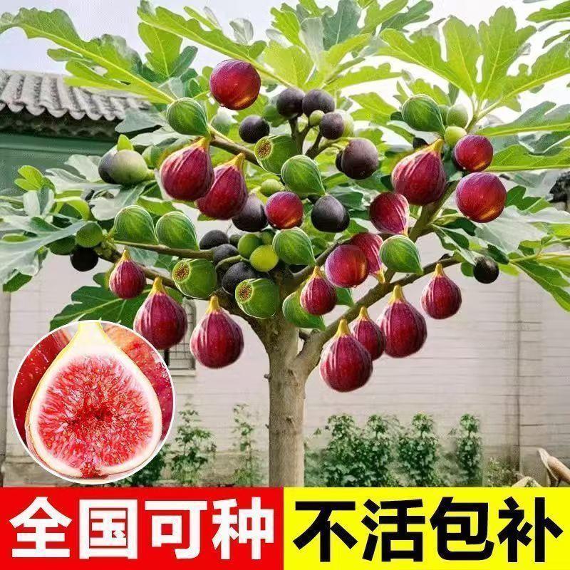 无花果树苗大波姬红盆栽地
