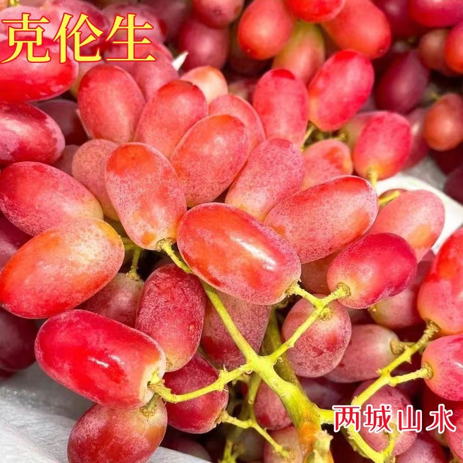 正宗克伦生葡萄树苗无籽红提葡萄树苗南方北方种植盆栽地栽果树苗