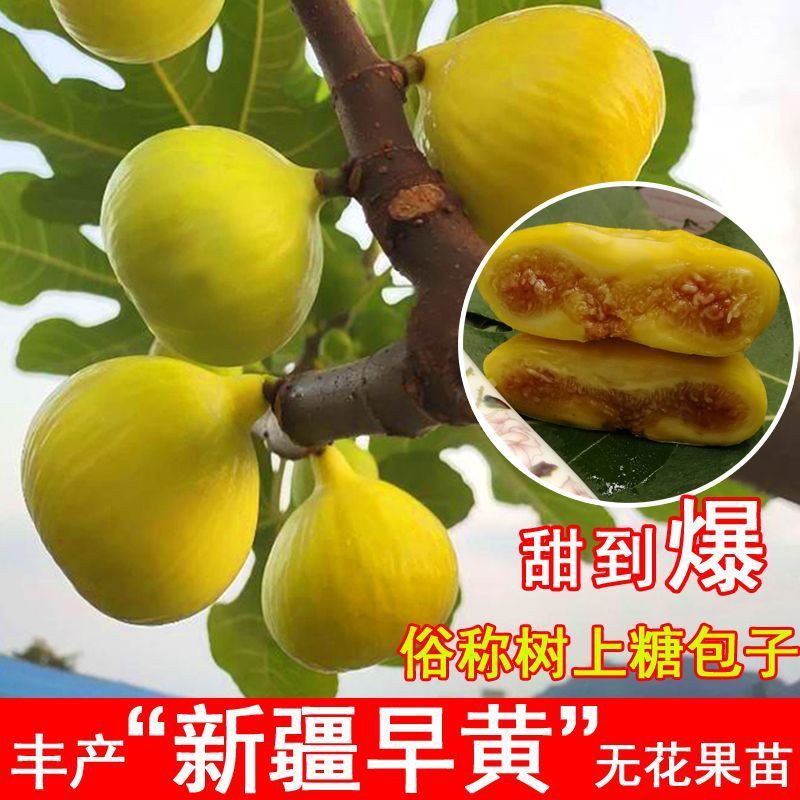 新疆早黄无花果苗早熟抗寒无花果树苗糖心耐寒盆栽地栽当年结果