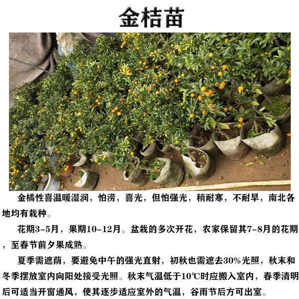 金桔树苗小子盆栽橘地食用