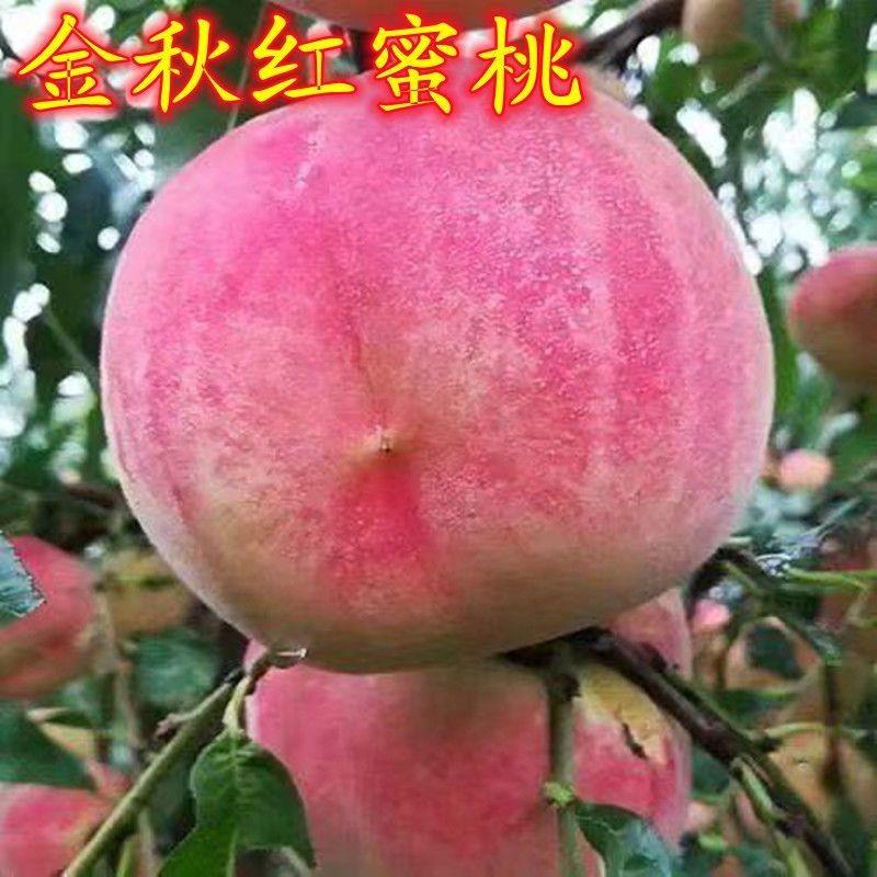 金秋红蜜桃新品种桃树嫁接苗南方北方种植很大晚熟桃树苗当年结果