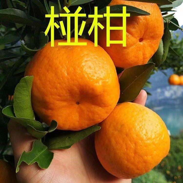 碰柑树苗嫁接椪无核橘子南