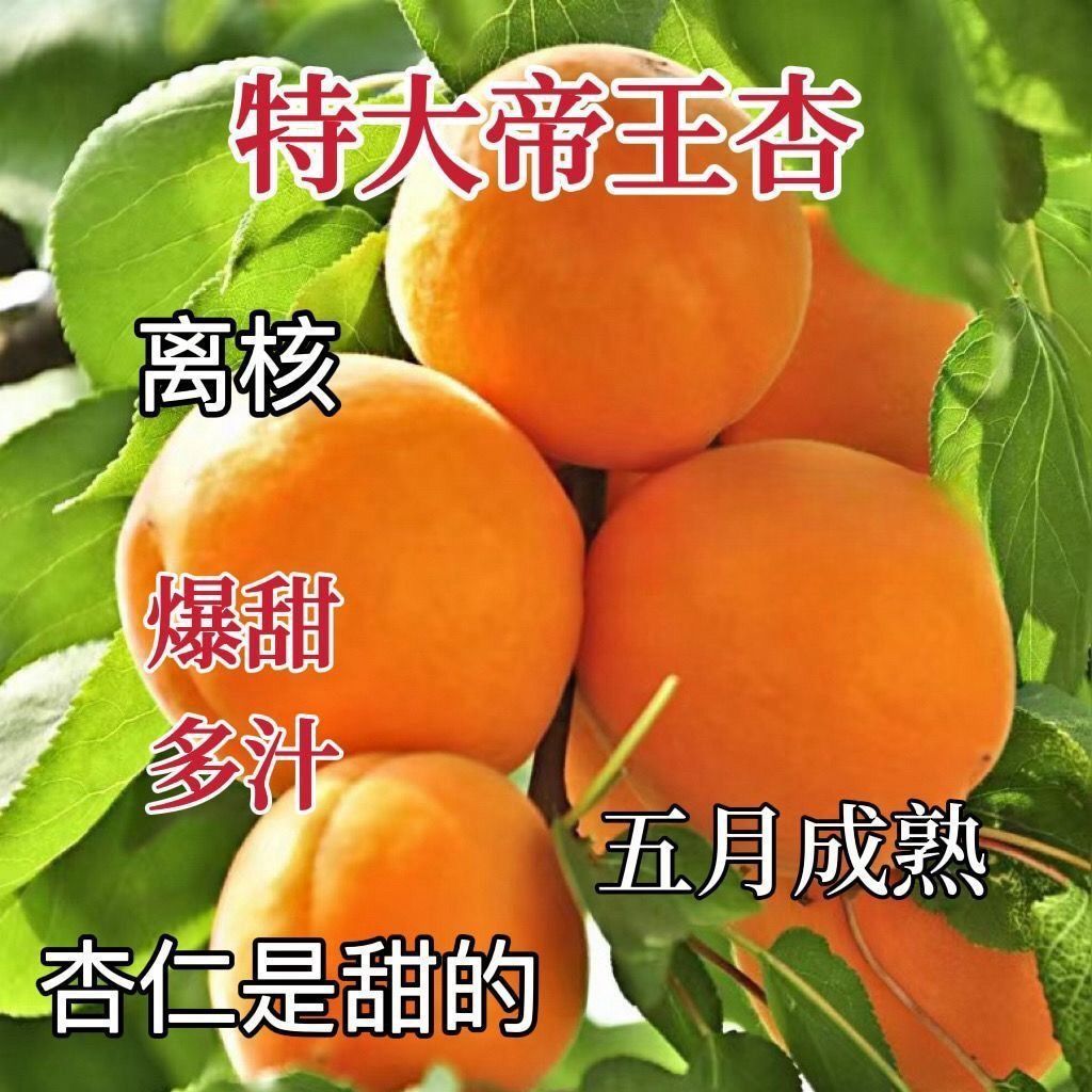 杏树苗特大帝王杏子树苗大果盆栽地栽耐寒耐旱南北方种植当年结果