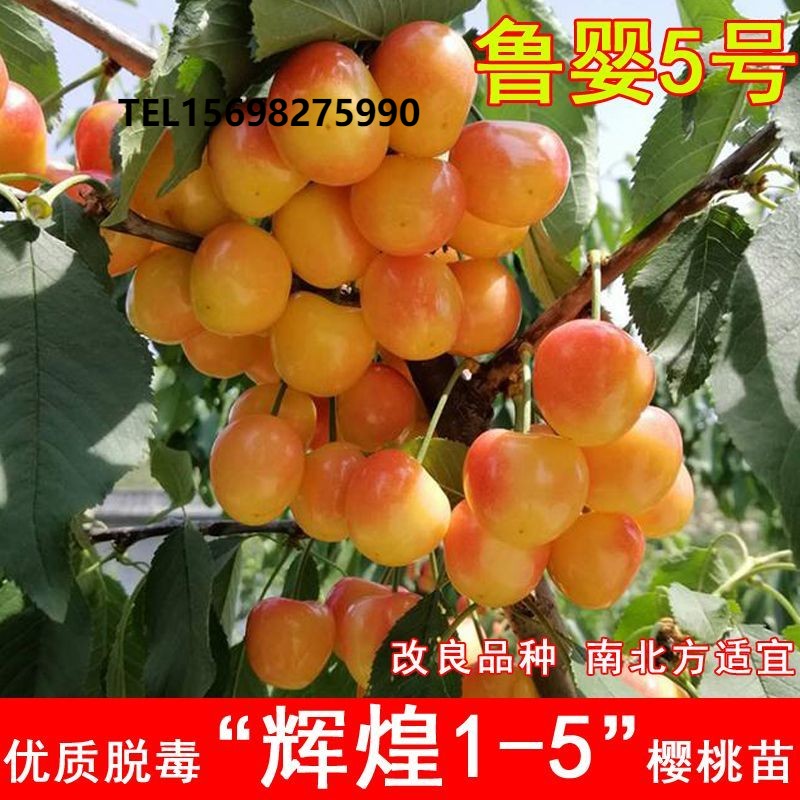 新品种辉煌1-5樱桃树苗特大黄色蜜樱桃苗鲁婴5号庭院种植当年结果