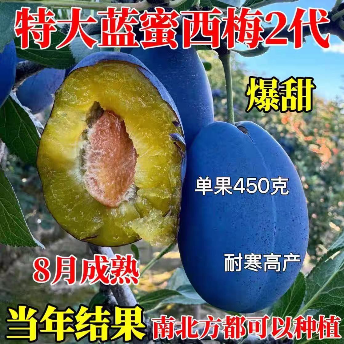 新疆蓝西梅嫁接李子树苗特大李子苗无核抗病南方北方四季种植果苗