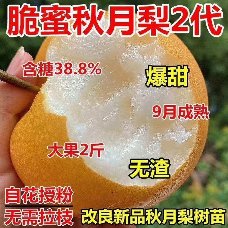 秋月梨树果苗嫁接新品种