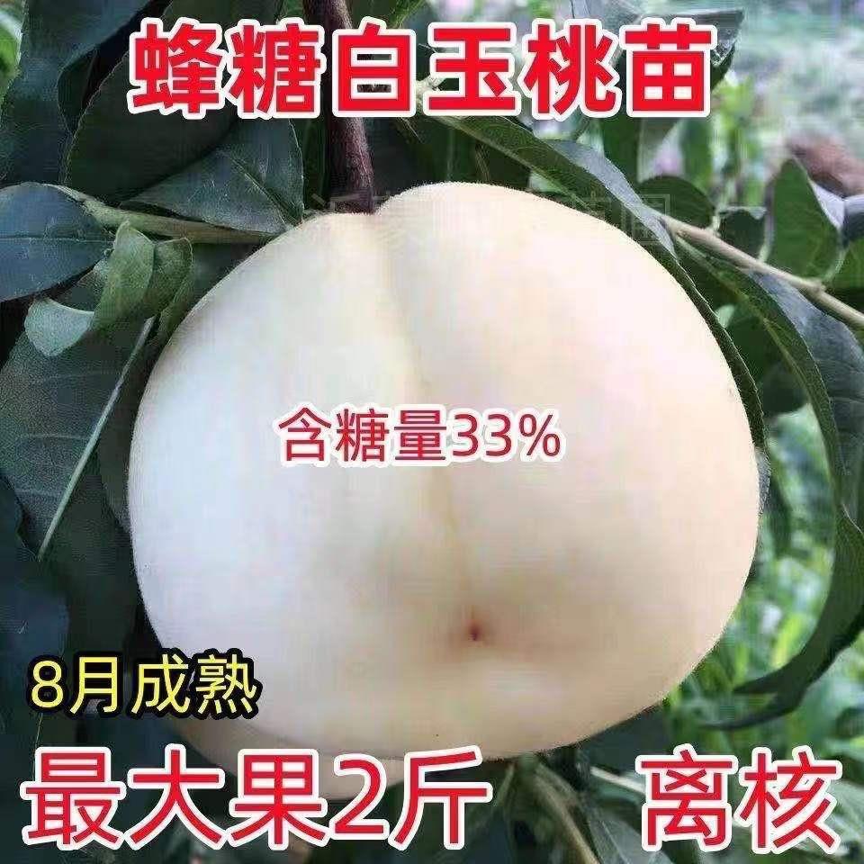 正宗新品种蜂糖白玉桃苗耐