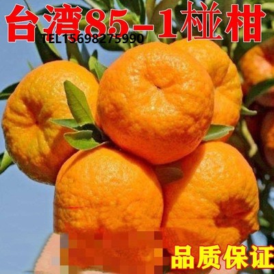 嫁接柑桔树苗 台湾85-1椪柑苗 巨型无核椪柑树苗 椪柑 芦柑桔子苗