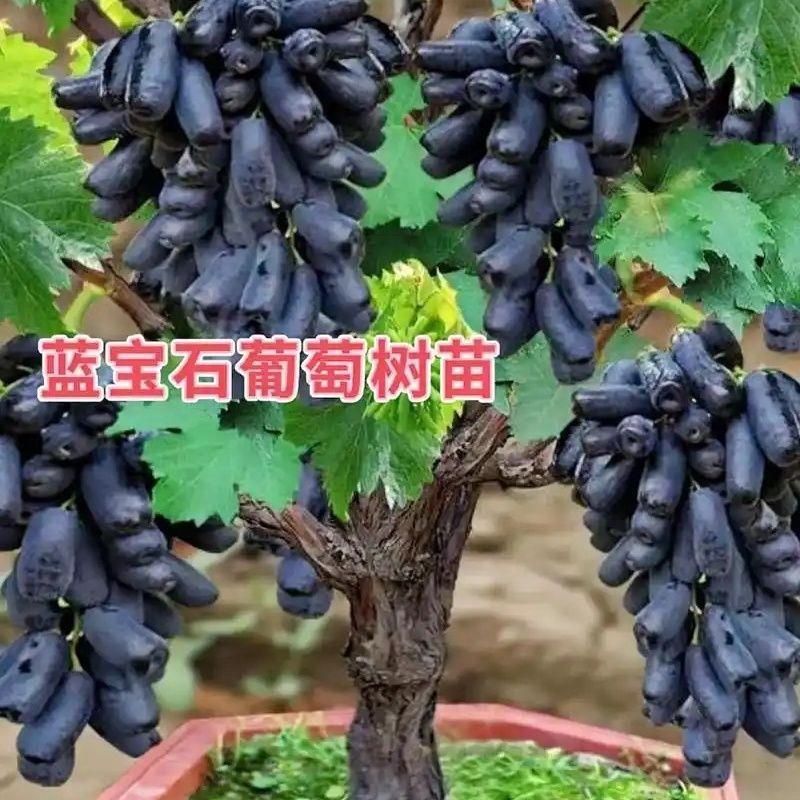 蓝宝石葡萄树苗甜蜜当年结