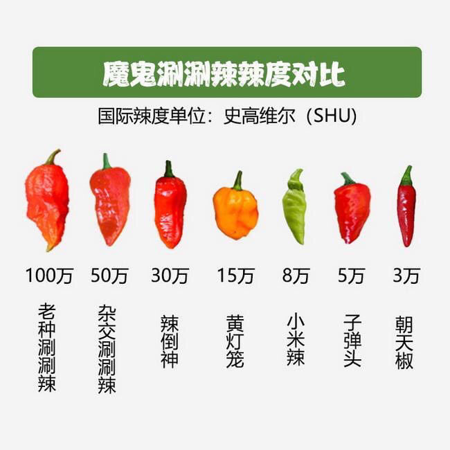 云南楚雄新货涮涮辣干辣椒超辣象鼻死神辣新鲜魔鬼断魂辣特辣干货