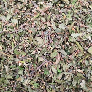 【松树寄生】云南松树寄生茶寄生中草药材老树现采带松枝新鲜食用