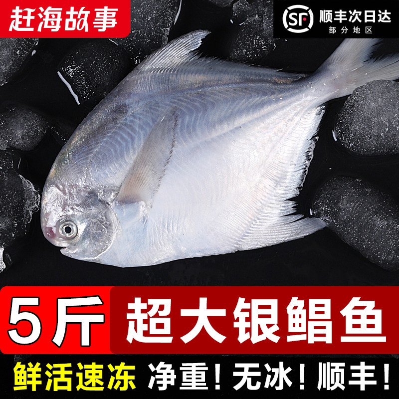 鲳鱼新鲜冷冻野生特大白鲳鱼银鲳鱼金鲳鱼海鲜水产大鲳鳊鱼大昌鱼