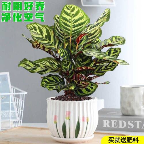 孔雀竹芋盆栽花卉办公室内好养植物净化空气四季长青客厅桌面绿植