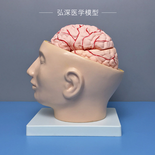 极速人体颅脑模型头部带大脑动A脉血管分布小脑部可拆颅内解剖结
