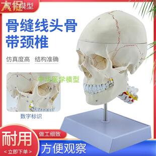 极速人体头骨颅骨带颈椎s模型 枕骨 颈动骨脉颅模型 神经 骨科
