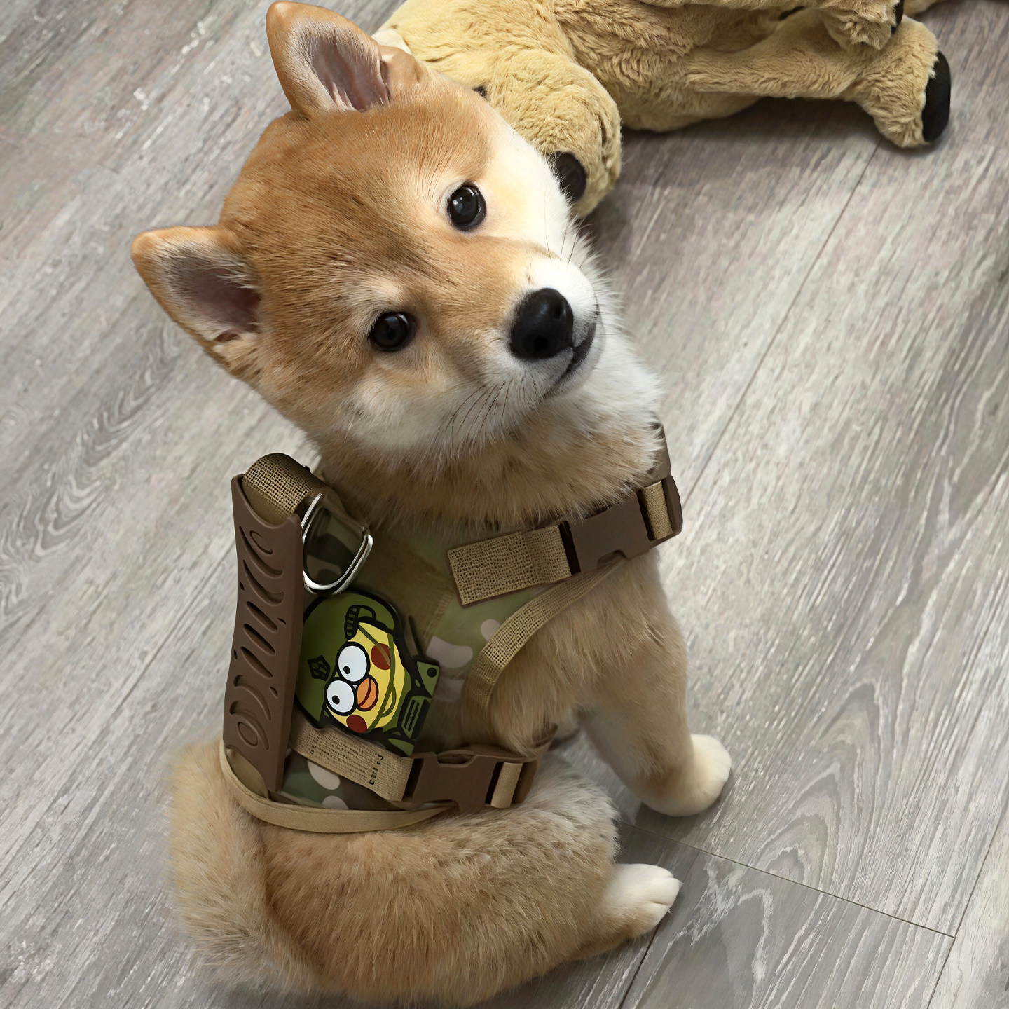 狗狗战术背心胸背带牵引绳宠物衣服柴犬大型犬背心式防脱外出狗绳