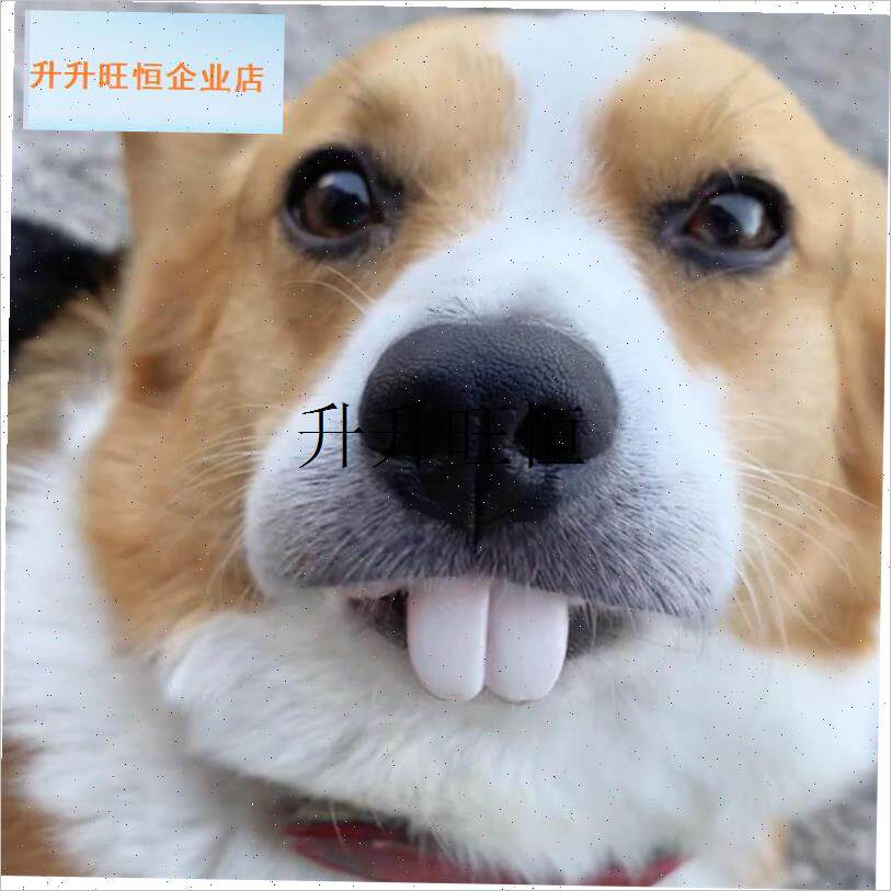 物柯基狗c狗假牙玩具搞笑恶搞狗子土拨鼠兔子大门牙假牙套整人,