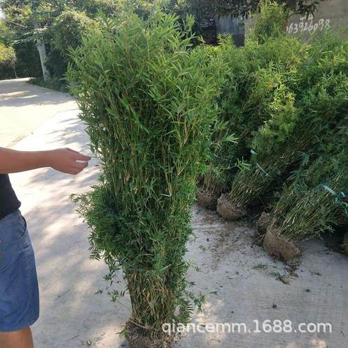 凤尾竹苗慈孝竹苗盆栽庭院花园竹子观赏竹风景竹类南北方四季常青