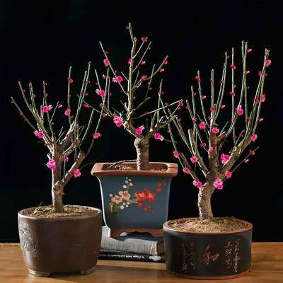 庭院红梅花盆景原生朱砂梅乌梅腊梅造型树桩室内花卉老桩耐寒盆栽