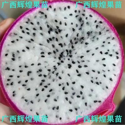 白心火龙果苗盆栽特甜肉种