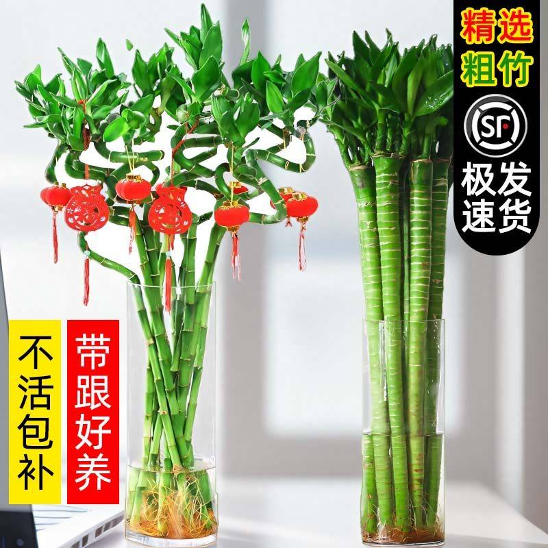 水培植物转运竹室内客厅富贵竹龙竹观音竹办公室桌面四季盆栽绿植