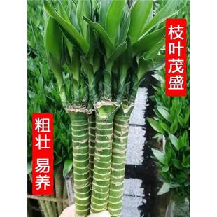 富贵竹水养多头龙竹粗壮带根易活桌面盆栽室内绿植净化空气除甲醛