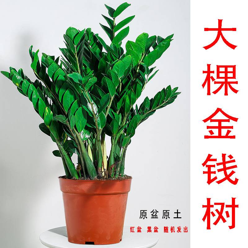 金钱树盆栽植物室内好养客