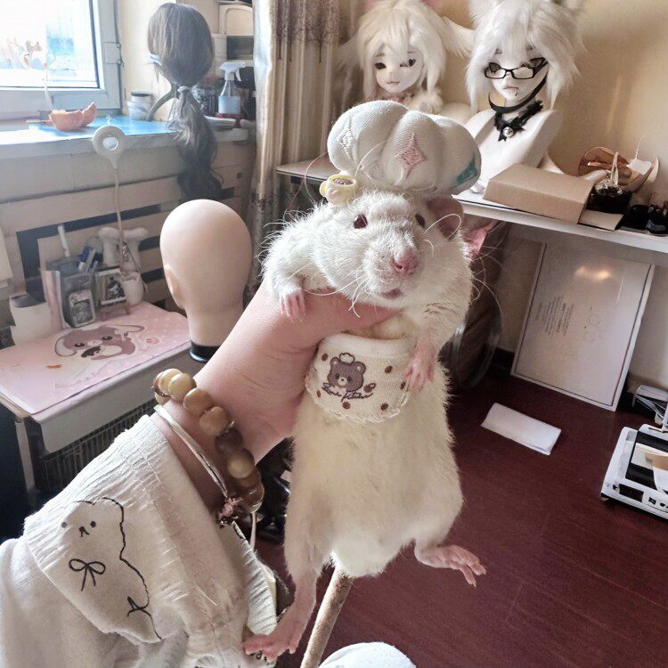 仓鼠衣服迷你萌趣厨神花枝鼠服饰套装可爱卡通金丝熊荷兰猪玩偶服