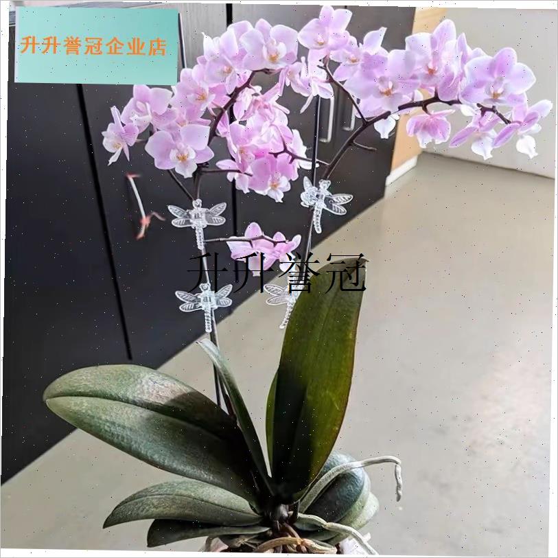 蝴蝶兰植物d支撑杆爬藤植物支架杆透明亚克力棒兰花园艺造型固定,