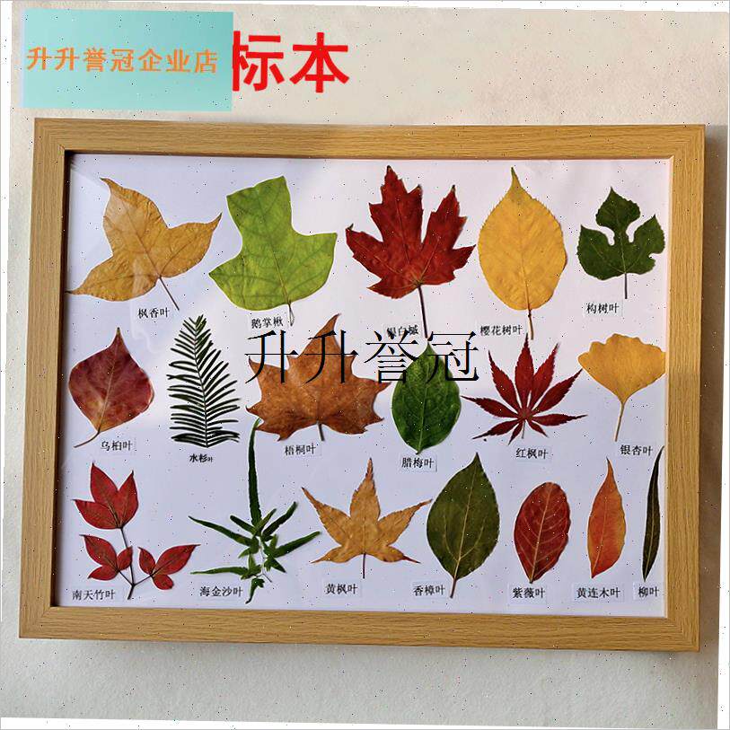 树叶标本植物叶m子教学标本教具自然课标本相框装饰标本,