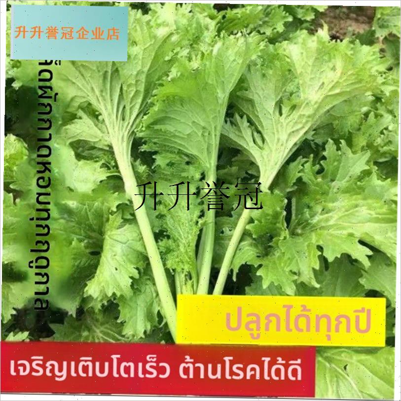 包饺子专用饺子菜,芥菜u特别好吃,庭院阳台蔬菜都可种植S,
