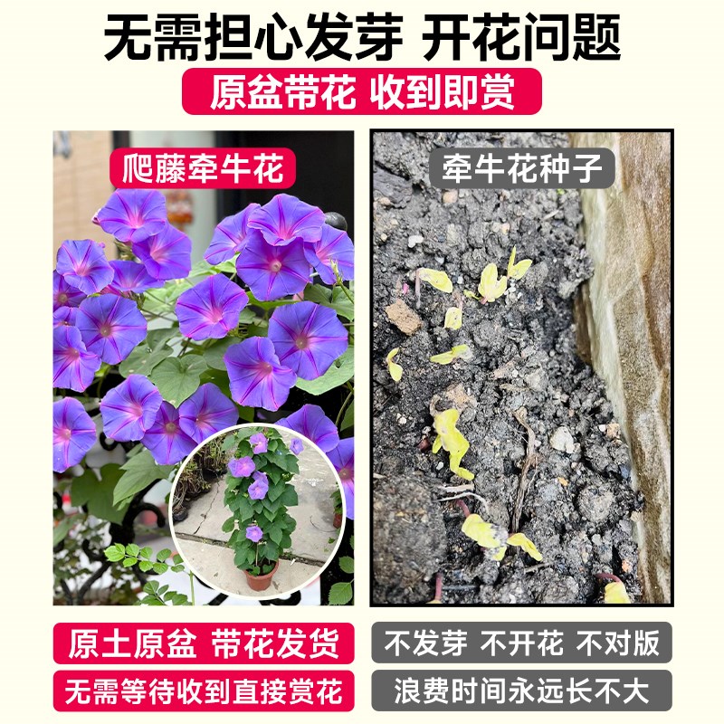 牵牛花盆栽爬藤植物花苗大喇叭花宿根带花苞垂吊阳台花卉地栽好养