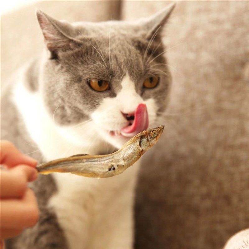 嘿多肉多春鱼冻干猫零食小鱼干满籽营养发腮补钙猫咪零食成幼猫粮,宠物/宠物食品及用品,猫冻干零食,淘宝优惠券,粉丝福利购,淘宝优惠卷