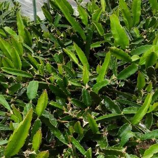 极速三角柱火龙果仙人球侧芽蟹z爪兰嫁接钻木稳定高快速成长基地