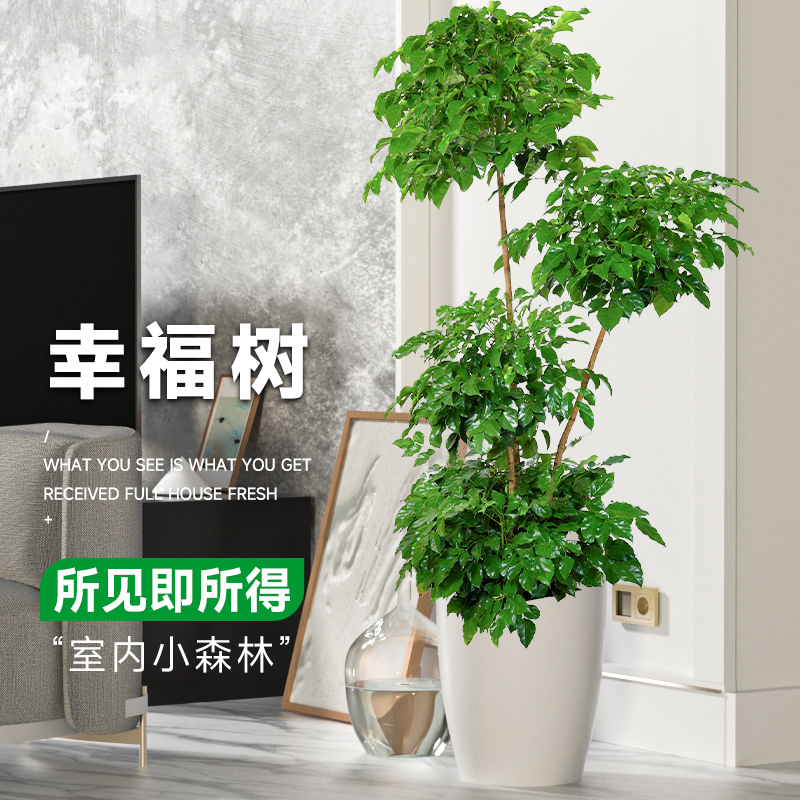 极速老桩幸福f树客厅盆栽大型绿植办公室内好养植物盆景四季常青