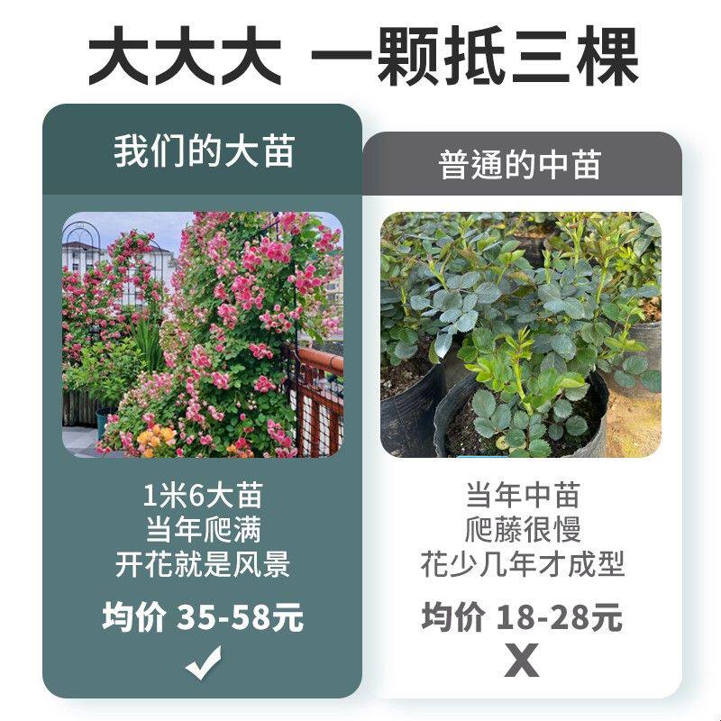 月季蔷薇花苗爬藤多季开花特大花庭院浓香玫瑰花盆栽花卉藤蔓植物