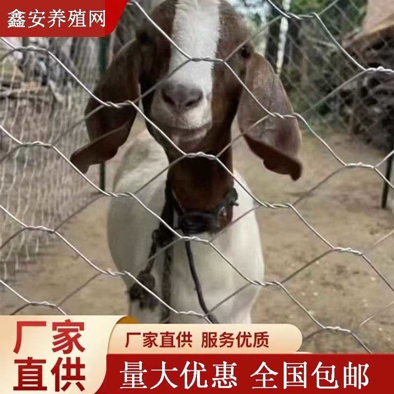 热镀锌铁丝网养殖果园养鸡牛羊钢丝网勾花网围栏户外防锈防护网