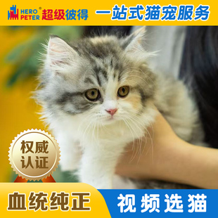 拿破仑矮脚猫幼猫纯种宠物猫活体曼基康纯白三花乳白米努特短腿猫