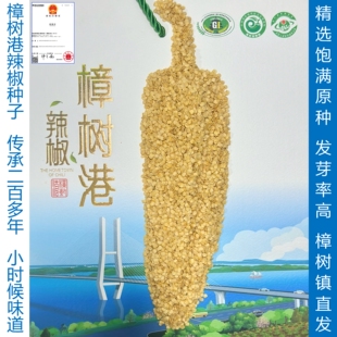 精选饱满樟树港辣椒籽发芽率高优质高产老品种湖南湘阴樟树港直发