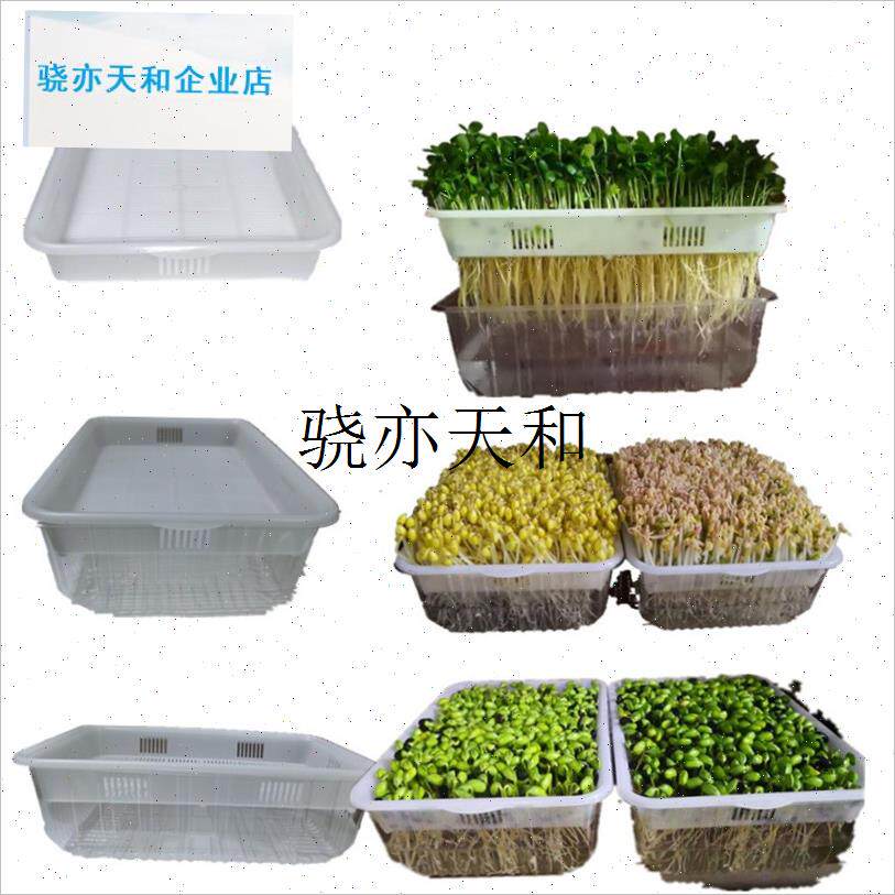 l苗菜种植盘d透明水培育苗盆无土种菜香椿苗豌豆苗豆芽花生芽包邮