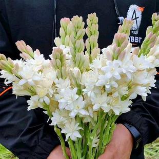 极速色瓣纯白浓香重晚香玉种球栽多年生盆庭N院花根卉宿多点包成