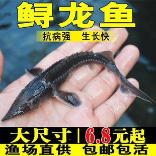 极速鲟龙鱼苗淡j水养殖鱼缸鱼塘中华观赏鱼活体尖嘴鲟大型冷水鱼
