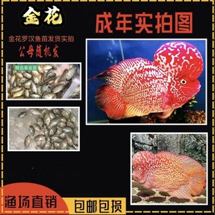 极速古典罗汉f/金花/火凤/鸿运当头罗汉鱼苗/高起头率1条6.8元渔