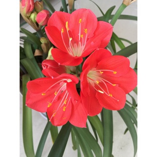 极速紫根兰 植物花卉石蒜科红花垂筒U花球乔治百合