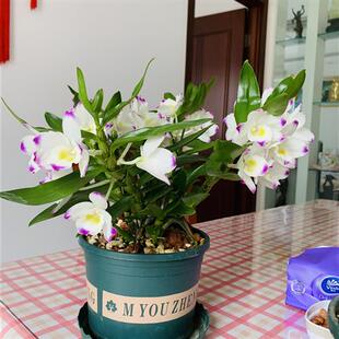 新品石斛兰盆栽铁皮石o斛春石斛苗甜心办公室桌面阳台花卉绿植盆