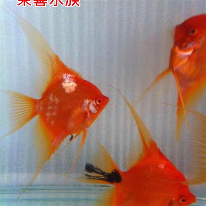 新品红魔鬼神仙燕鱼鱼净v版无黑斑热带观体鱼赏鱼活燕包邮包损
